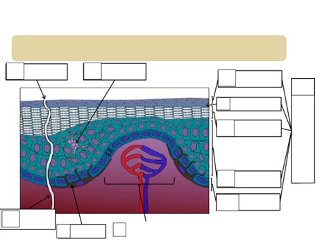 Name the epidermal cell type that. 4: The Integumentary System - Medicine LibreTexts