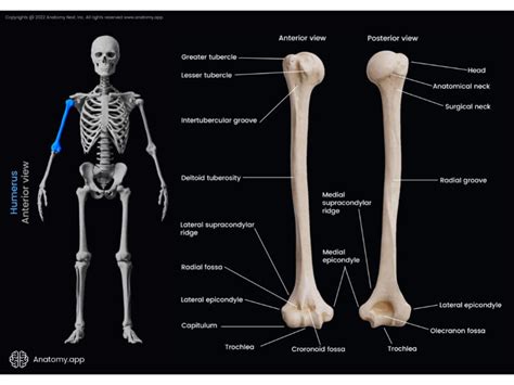 Humerus Encyclopedia Anatomyapp Learn Anatomy 3d Models