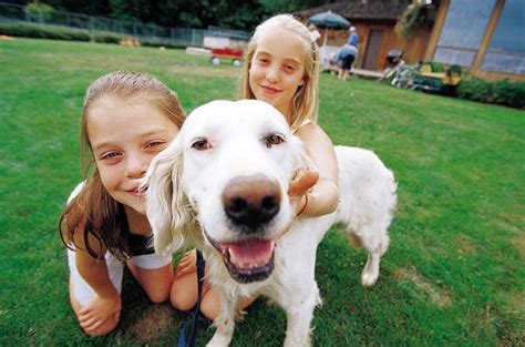 The coolsville pet adoption fair is a monthly event sponsored by the coolsville animal rescue association. Pet Adoption Fair