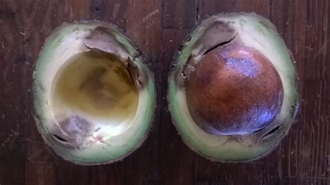 Rotten Avocado From Mexico Greg Alders Yard Posts Food Gardening In