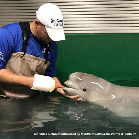 tyonek the rescued beluga had a long journey from alaska but he s doing well thanks to the