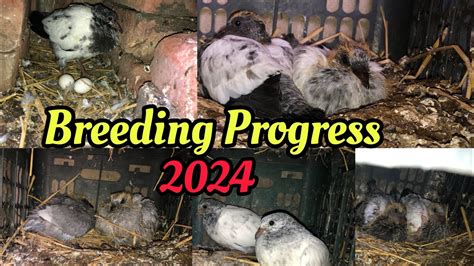 Breeding Progress Shandaar Results 2024 Ki Breeding Progress Uttra Birds Loft Youtube