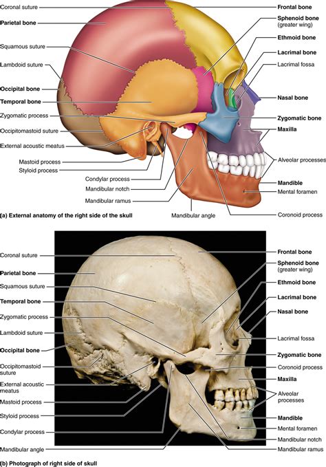 Part 1 The Axial Skeleton 71 The Skull Consists Of 8 Cranial Bones And 14 Facial Bones Human