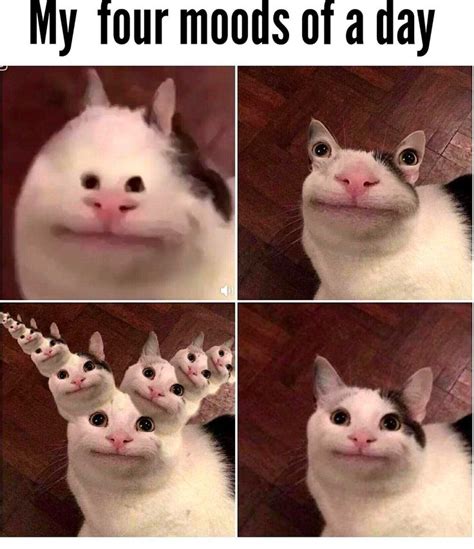 Beluga Cat Meme Download The Latest Beluga Cat Meme We Added For You