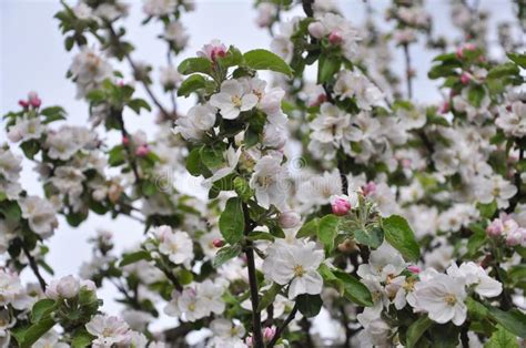 In The Spring In The Orchard An Apple Tree Blossoms Stock Photo