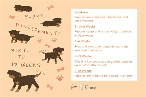 51 Hq Images Puppy Development By Week Kitten Development In The