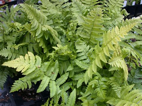 Collection Of 6 Different Ferns For Year Round Appeal Plants With