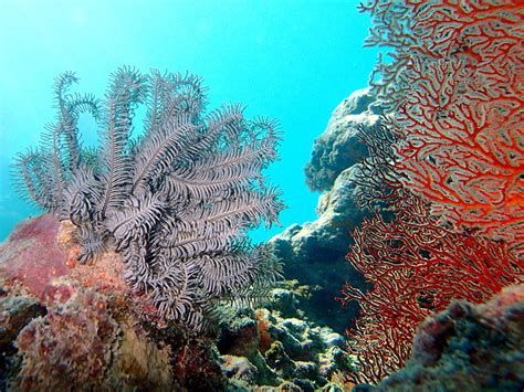 10 Most Endangered Coral Reefs Touristlink Blog