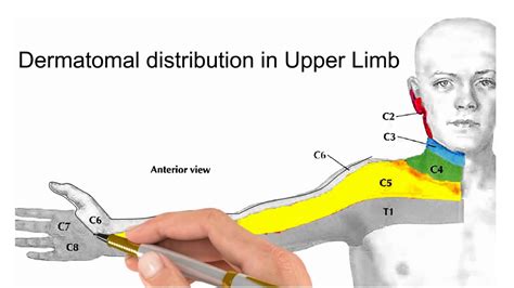 Distribution Of Dermatomes On Upper Limb Youtube