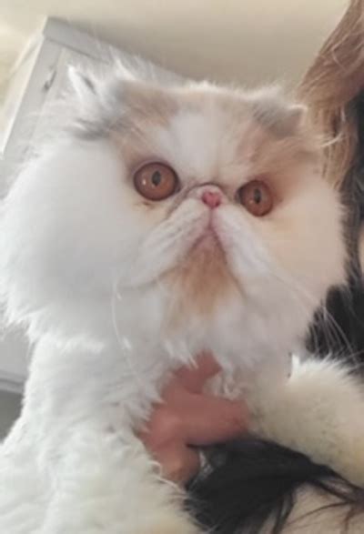 Jasmine Adopted March 2020 Persian And Himalayan Cat Rescue