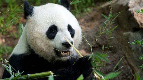 Giant Panda Cub Born At National Zoo Dies Fox News