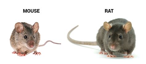 What Are The Differences Between Rats And Mice Anderson Pest Solutions