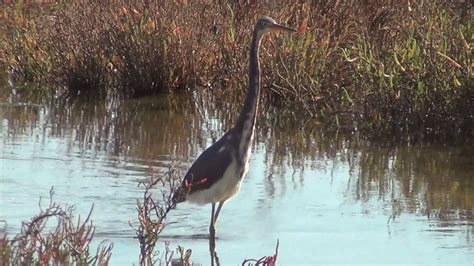 Fauna Hodel Father North American Wildlife Tricolored Heron At