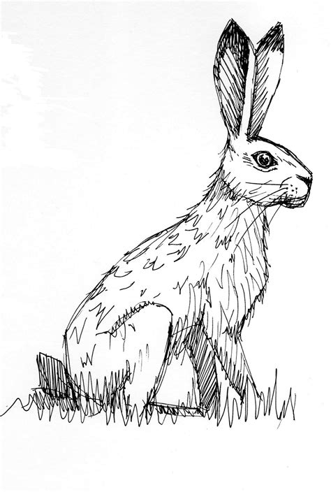 Hare Illustration Hare Drawing Drawing Sketches Drawings Hare Sketch