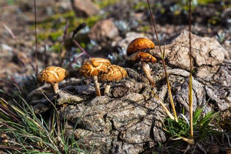 Cogumelos Alucinógenos Que Crescem No Excremento Do Gado Foto De Stock