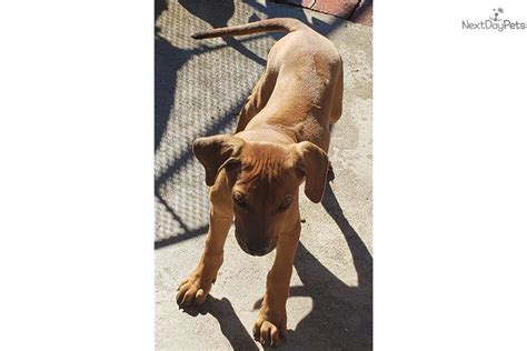Browse thru thousands of rhodesian ridgeback dogs for adoption in arizona, usa area , listed by dog rescue organizations and individuals, to find your match. Rhodesian Ridgeback puppy for sale near San Diego, California. | 64217fdd-2831