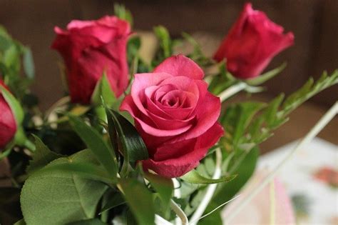 Free Photo Flowers Roses Red Rose Flower Romantic Love