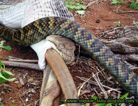 Reticulated python ular sawa makan orang youtube makan ular segede tubuhnya anakonda ini akhirnya tewas global liputan6 com viral wanita ditelan ular sawa di. Aksi Ular Sawa Stress Makan Kanggaru | Aku Stress Giler