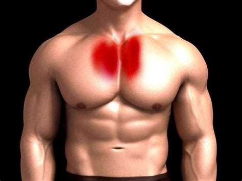 Upper Chest Muscles Anatomy Overview Of Chest Muscles These