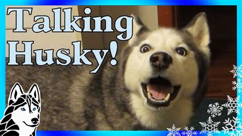 Siberian Husky And I Arguing Talking Husky Dog Throws Tantrum Youtube