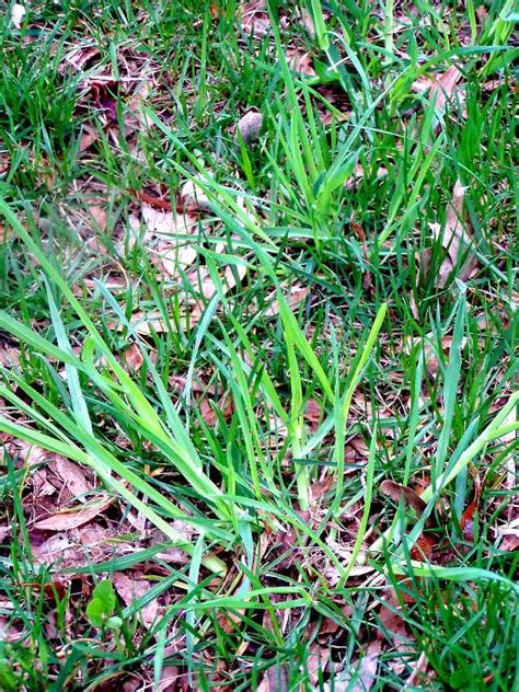 Perennial Grassy Weeds In Lawns And Gardens