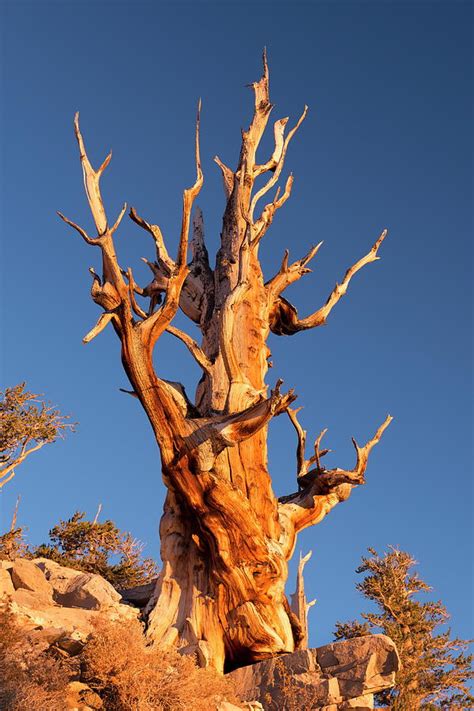 Bristlecone Pine Tree In The Ancient By Adam Burton