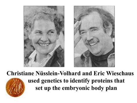 These screens were based on the revolutionary saturation mutagenesis screen developed by c. PPT - Drosophila melanogaster development PowerPoint ...