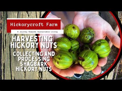 Harvesting Hickory Nuts Collecting And Processing Shagbark Hickory Nuts YouTube