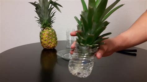 Growing Pineapples At Home Youtube