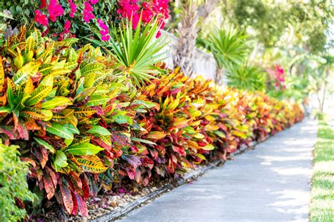 Florida Pathways Are Only As Pretty As What You Plant Artistree