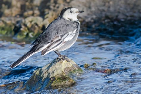 Pied Wagtail By Geoff Snowball Birdguides