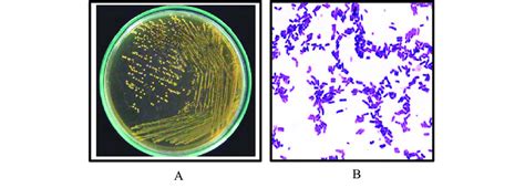 Morphological And Microscopic Properties Of Lactobacillus Mixtures A