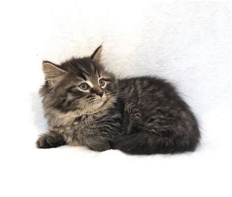 Hypoallergenic Siberian Male Kitten Available Now Croshka Siberians