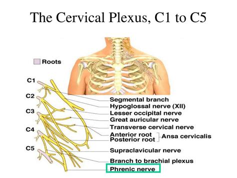 Ppt Spinal Nerve Overview Cervical Plexus Brachial Plexus My Xxx Hot Girl