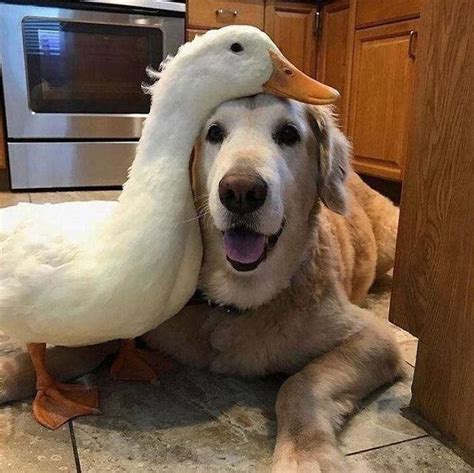 100 Wholesome Pictures That You Absolutely Need Today Animals