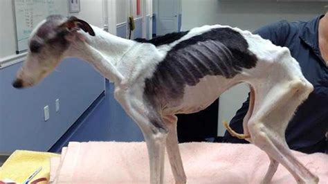 Emaciated Dog Getting Huge Facebook Following While Making Comeback