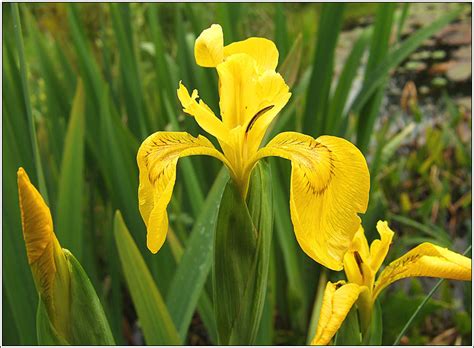 Irish Wildflowers Yellow Flag Iris Iris Pseudacorus Feileastram