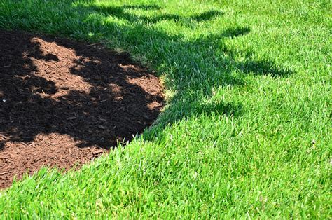We did not find results for: Should you put down mulch or pine straw in your landscaping beds?