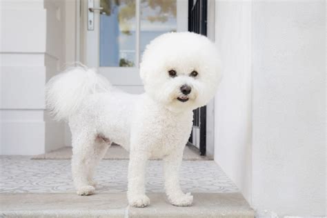 Crusty White Dog Breed Discover The Charming And Unique Canine Companion