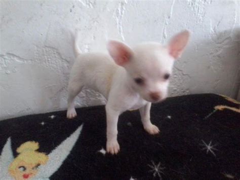 Chihuahua Aca Pedigree Teacup Applehead Female Pure White 10 Weeks For
