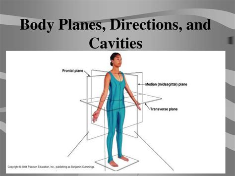 Planes Of The Body