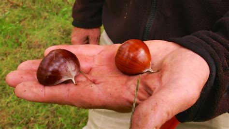 A Low Tech Organic Chestnut Farmer Youtube