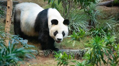 Worlds Oldest Male Giant Panda In Captivity Dies In Hong Kong Zoo