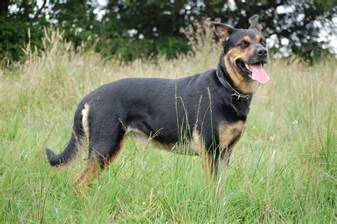 Both breed dogs are plentiful, and thus, they can intimidate animals and people. Roxy German Shepherd x Rottweiler | Ammanford ...