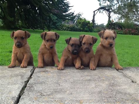 These puppies are minding their manners, but secretly hope someone will drop some delicious turkey. Lakeland Terrier Puppies For Sale | Newtown, Powys ...