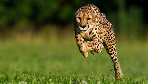 Top 10 Fastest Animals In The World Genuinelogics