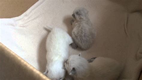 Ragdoll Kittens 1 Week Old Youtube