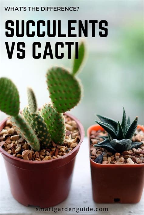 Whats The Difference Between Succulents And Cacti Succulents Drought Resistant Plants
