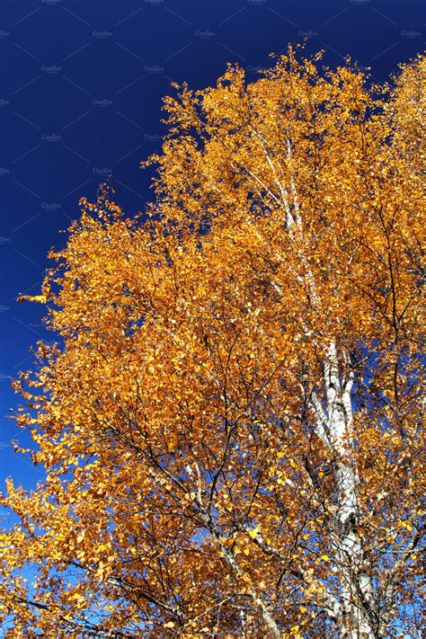 Birch Tree In Autumn Featuring Allgaeu Detail And Ostallgaeu Nature