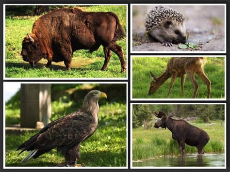 Top 10 Wild Animals In Poland An Extraordinary List Chido Fajny